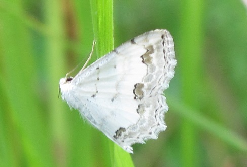 Scopula ornata? S